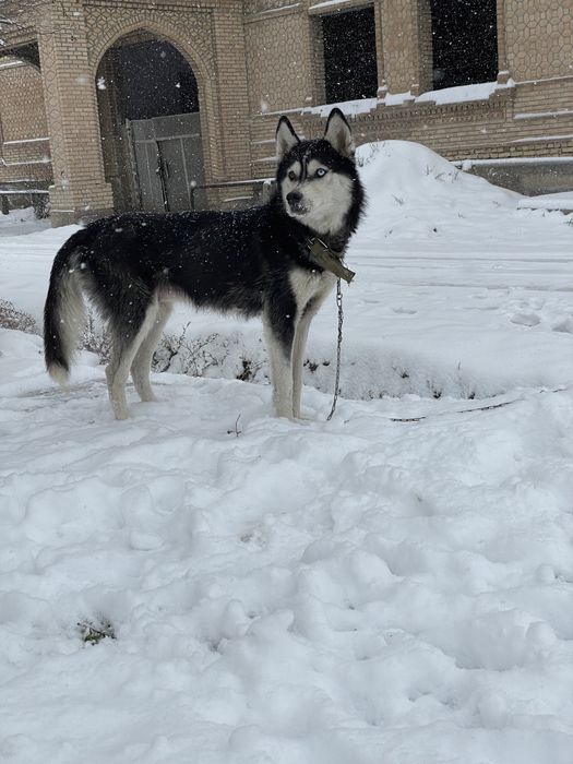 Хаски шенок сотилади тоззаси