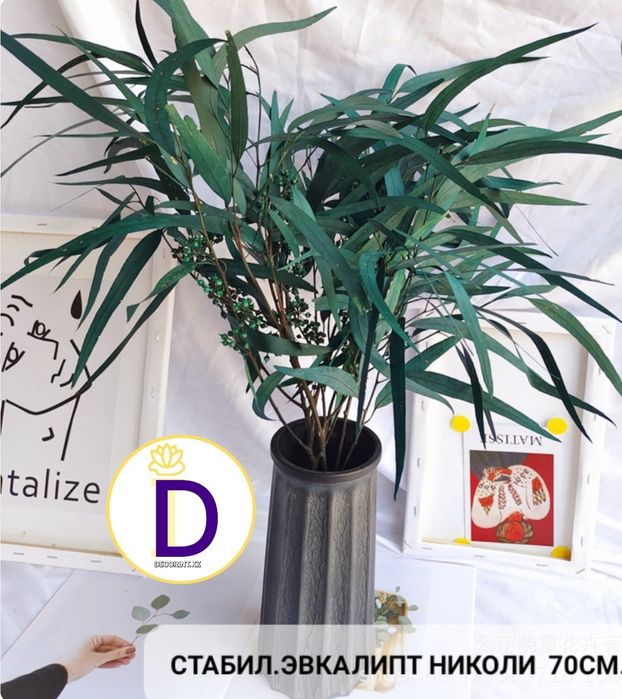 Сухоцветы эвкалипт