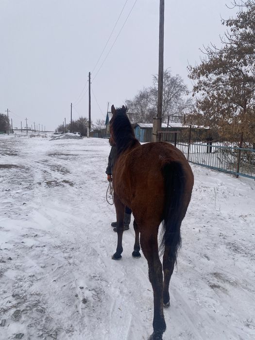 Продам чк кобылу