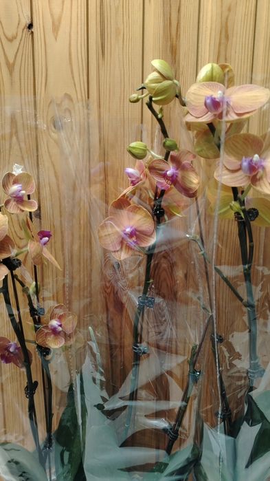 Орхидея! Орхидея!