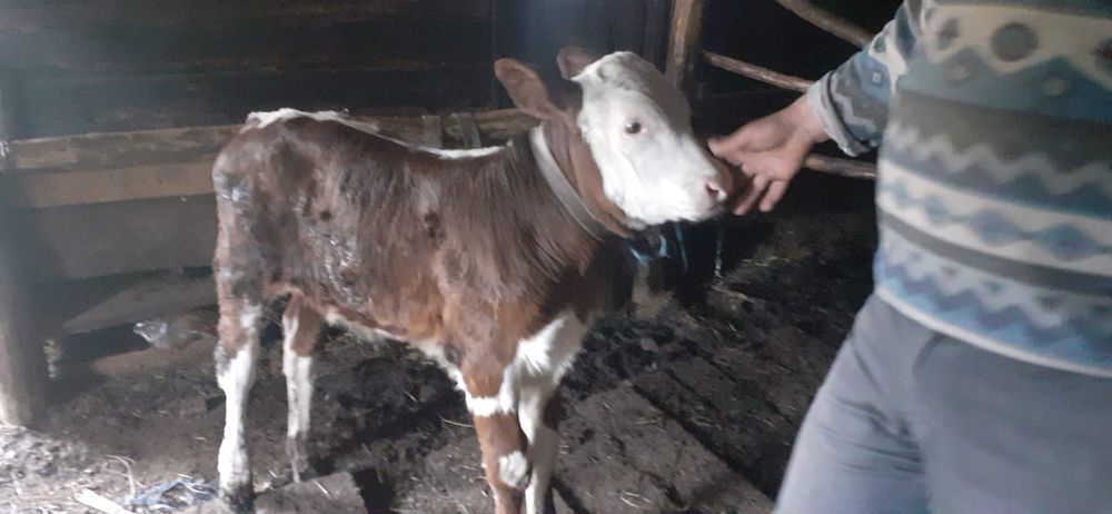 Vând vițea holstein