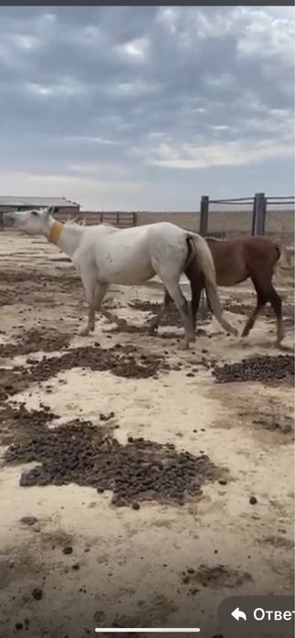 Видео қыздың аузына түсті