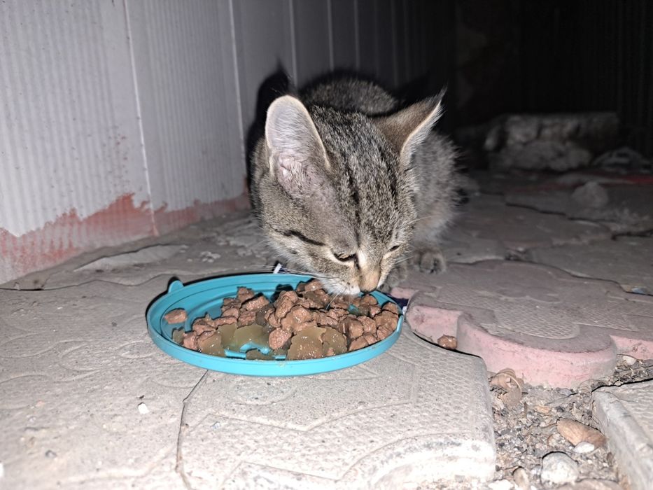 Котёнок в добрые руки