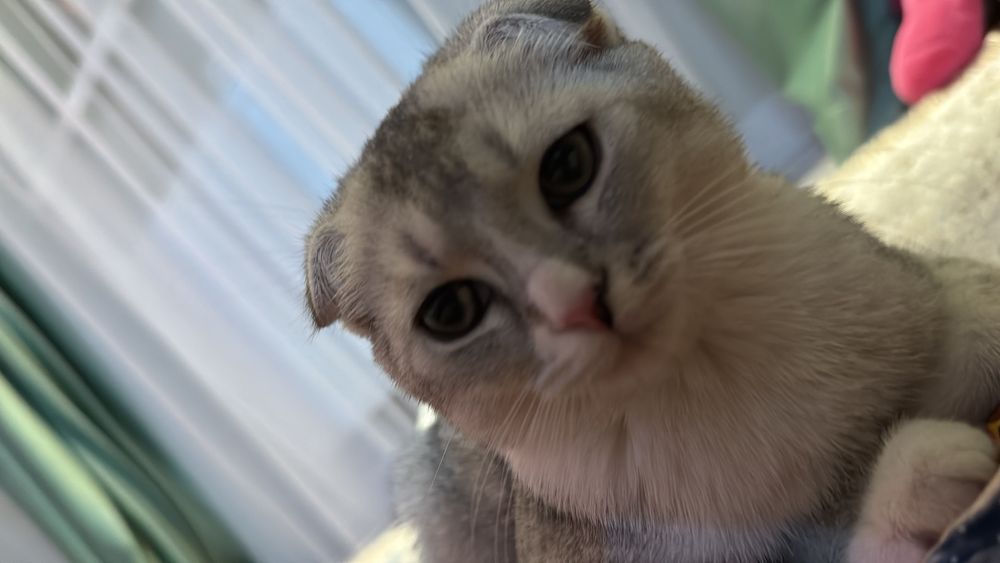 Срочно Продается шотландская кошка