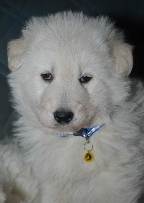 Продават се малки кученца от породата Бяло швейцарско овчарско куче