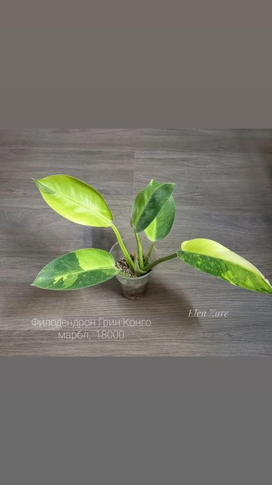 Филодендрон Модтаной, цветы, растения