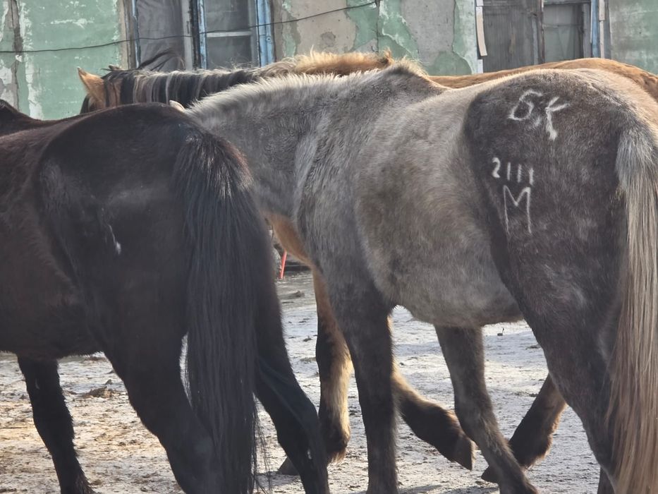 4 бас Бие сатам бес жасар