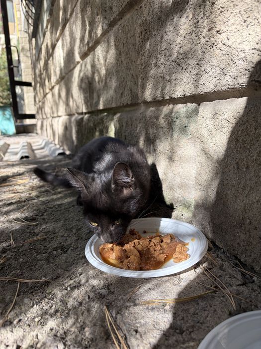 Котенок ищет дом