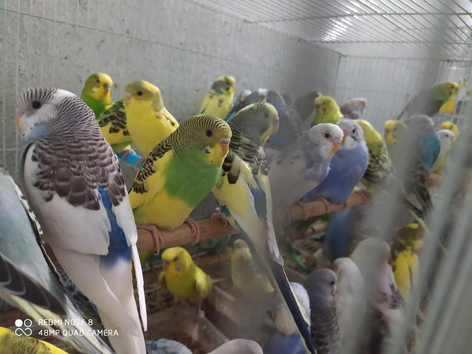 Продажа попугай волнистые