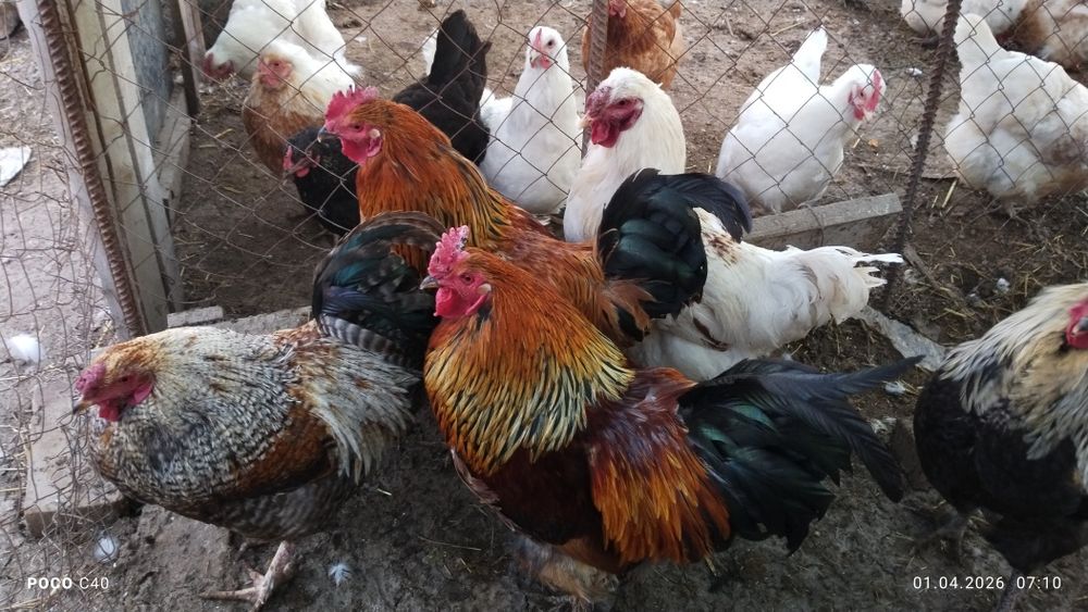 Қораздар, петухи