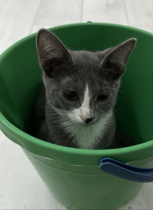 Маленький котенок мальчик