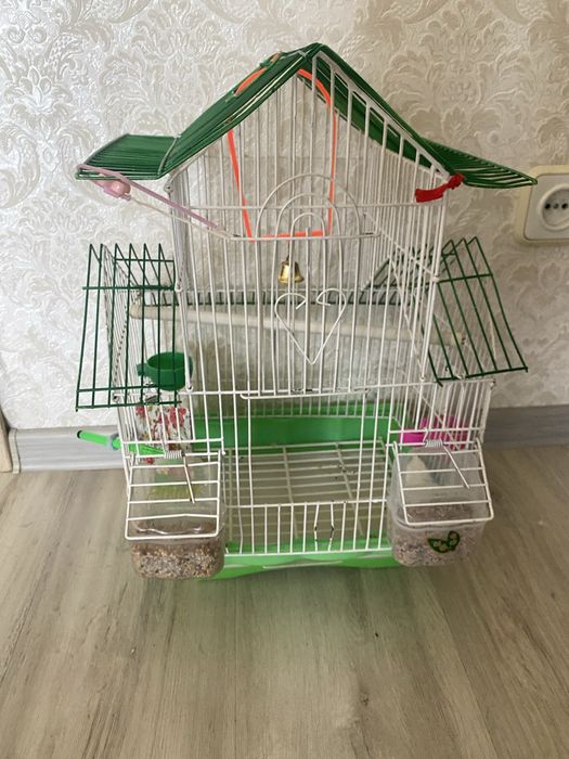 Продам попугая с клеткой и кормом