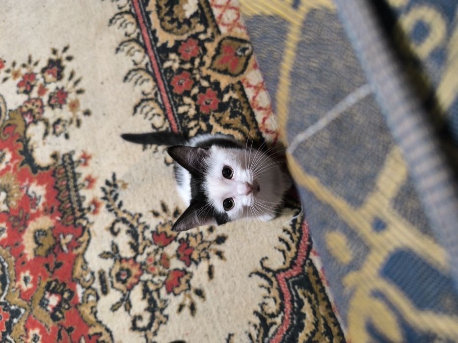 Маленький Котёночек