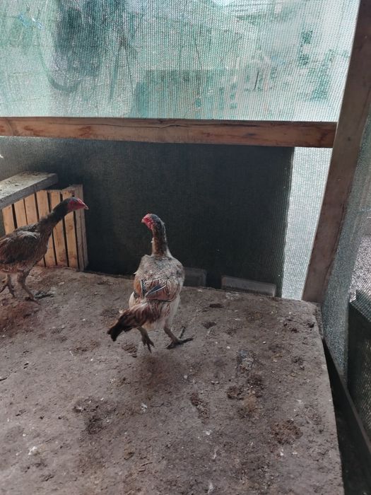 Куры петухи продаётся