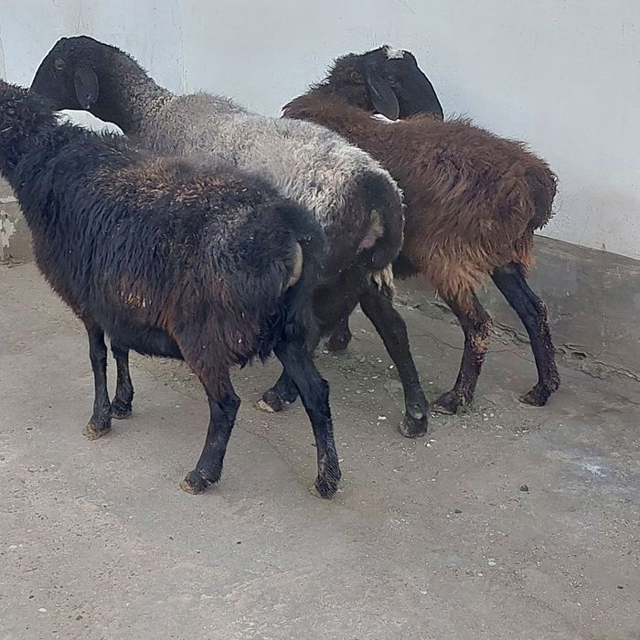 Бугоз куйлар сотилади т