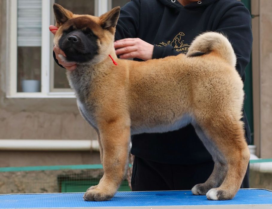 Щенки американской акиты