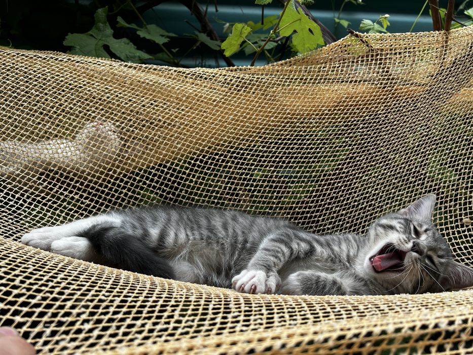 Котята. Отдам в хорошие руки
