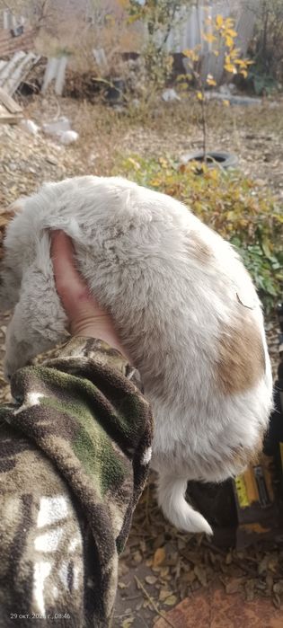 Одам щенят щенят