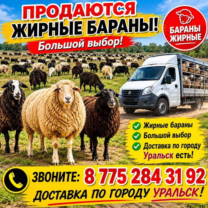 Баран қой семіз сатылады Орал қаласы бойынша тез Доставка бар