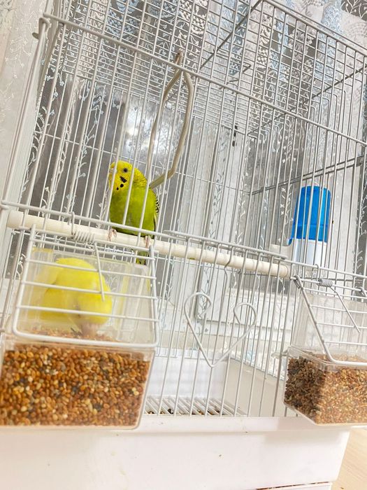 Папугай продаётся