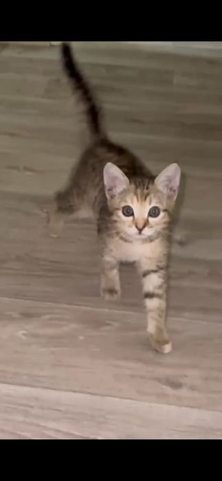 Котенок Мия в добрые руки!