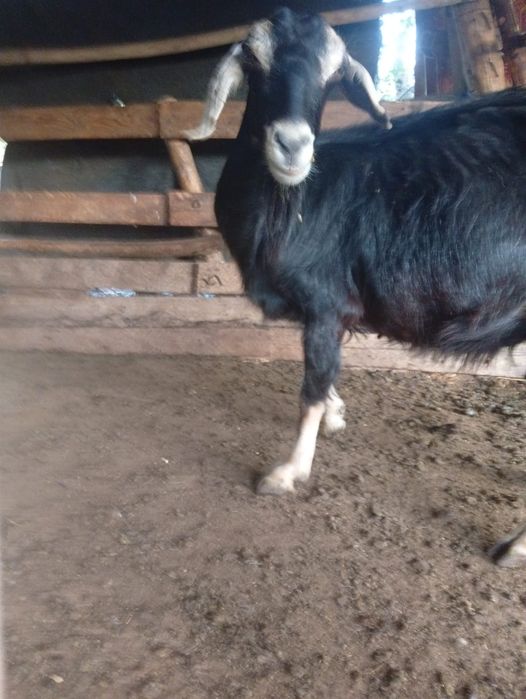 Vind doua capre și un tap