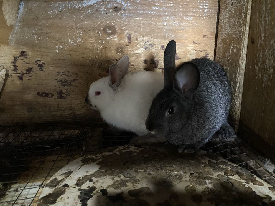 В продаже кролята, возраст три месяца!