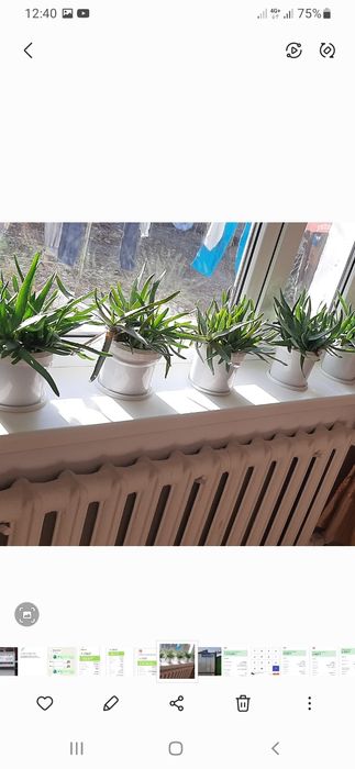 Продам алоэ лечебные