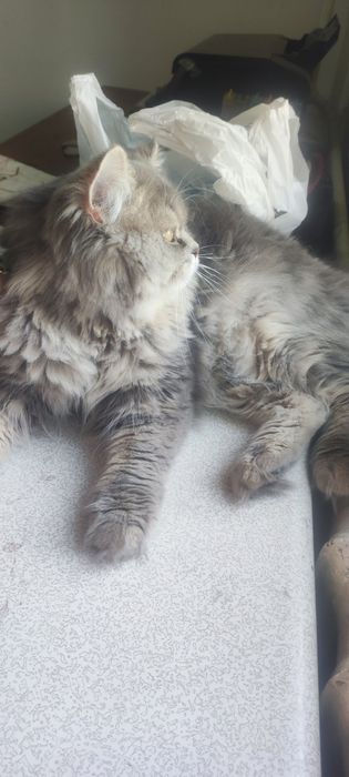 Mushuk 8 oylik sotiladi narxini kelishamiz 1mln deyabmiz