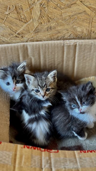 Отдам котят в хорошие руки