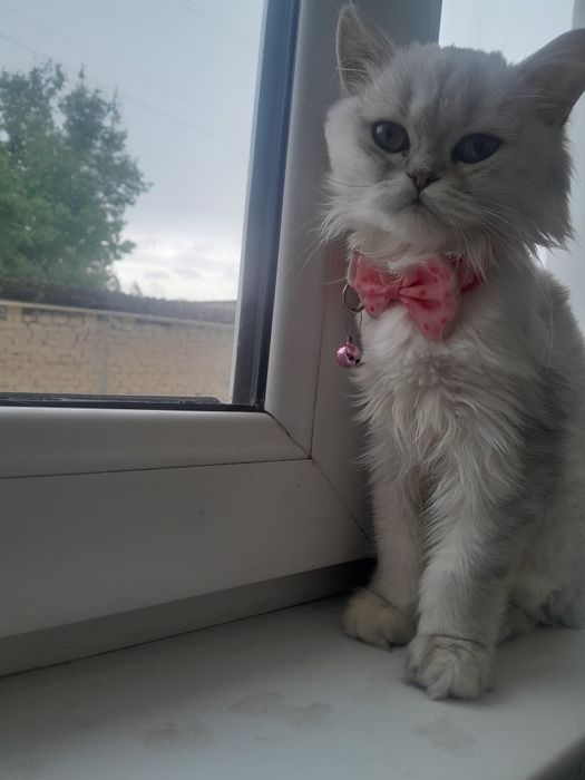 Sirbirsniy shinshila tozasiz