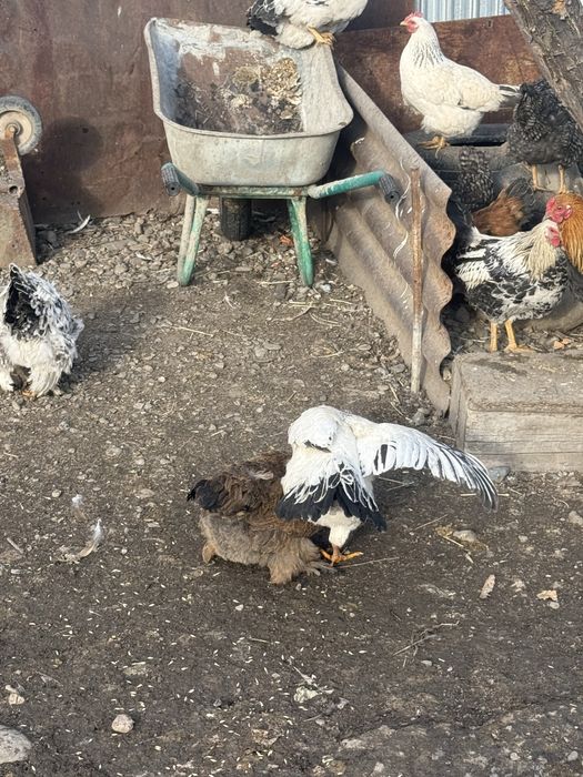 Продам петухов …