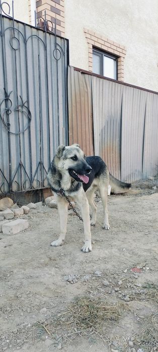 Парода: Тобет жаксы ИТ