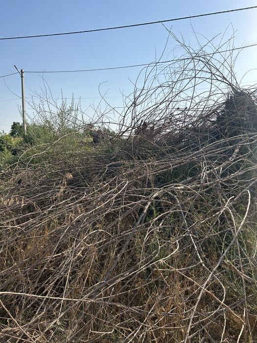 Тұт ағашы Отын бар