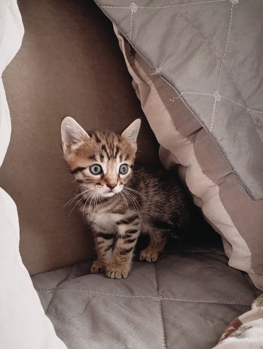 Бенгальские котята