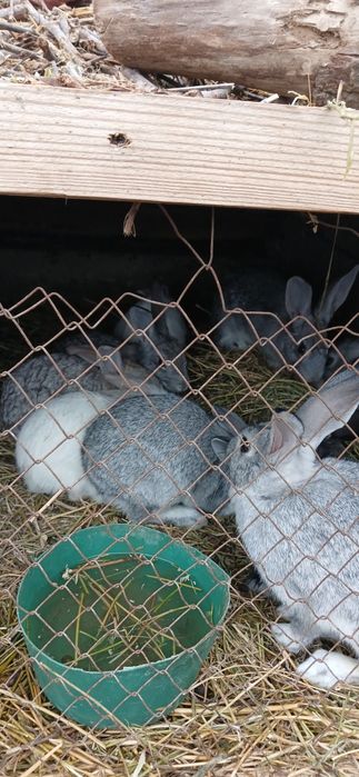 Куен болалари болалари