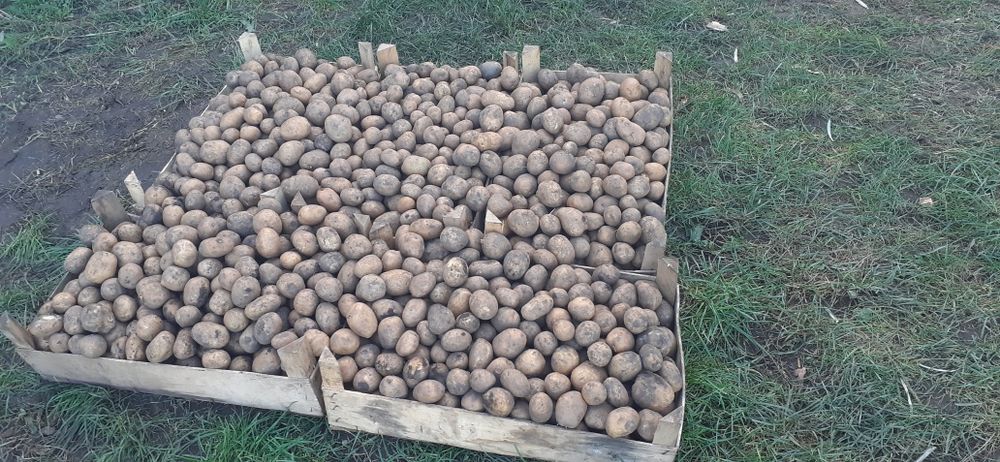 Cartofi de sămânță.