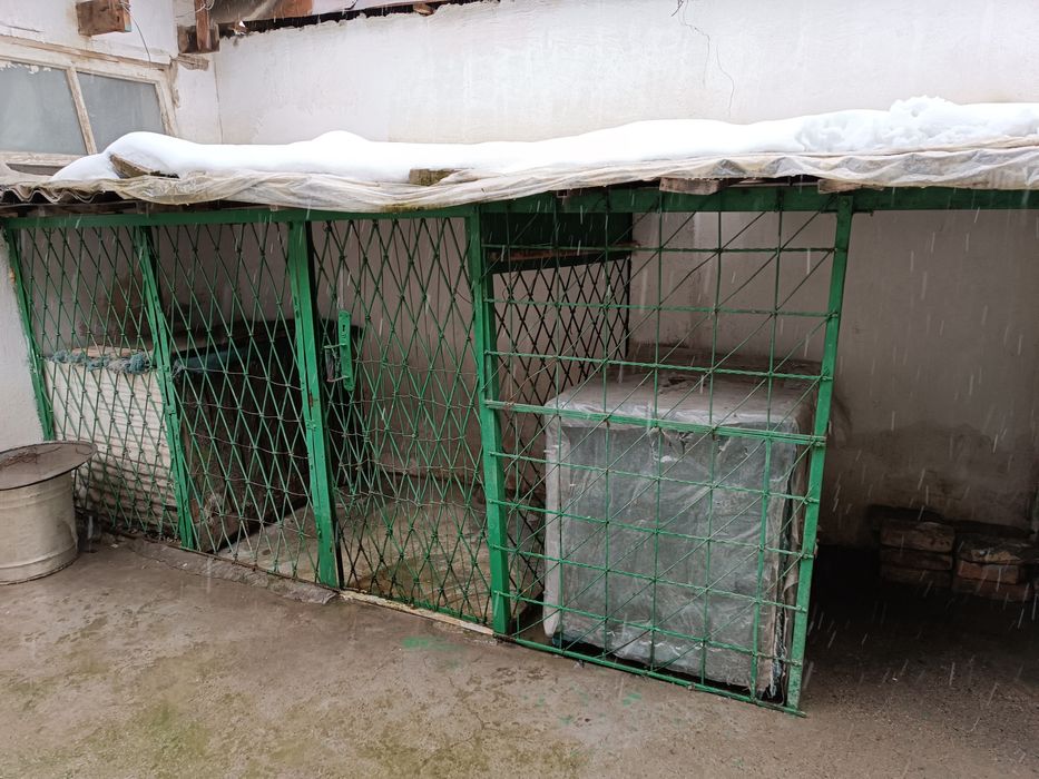 Передержка животных