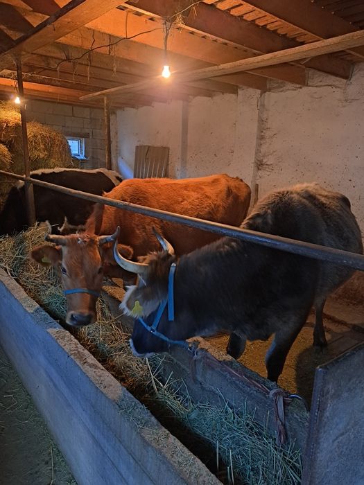 Коровы стельные.