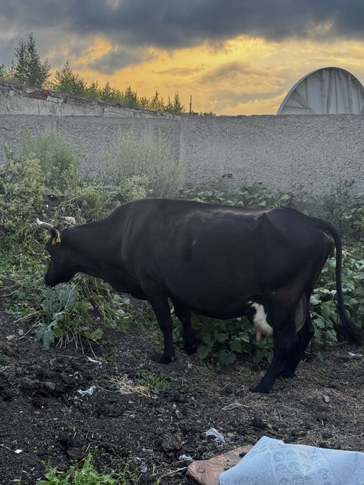 Продам корову дойную