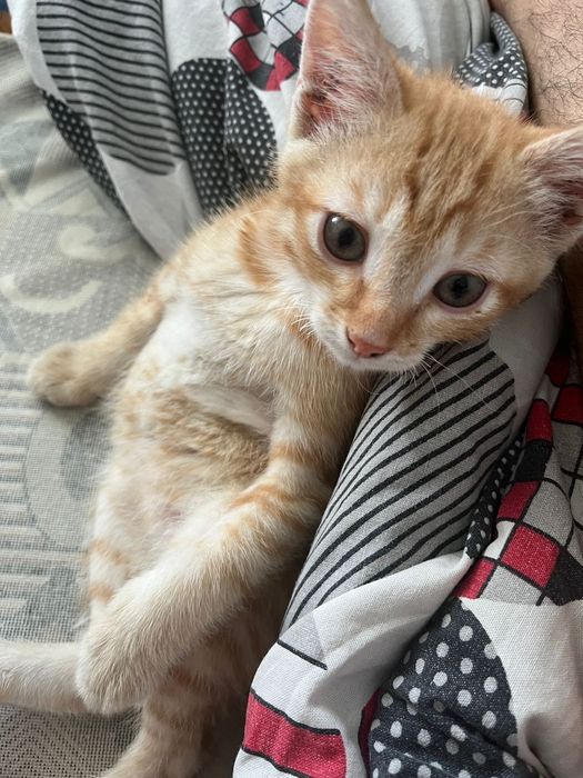 Котенок 3 месяца.