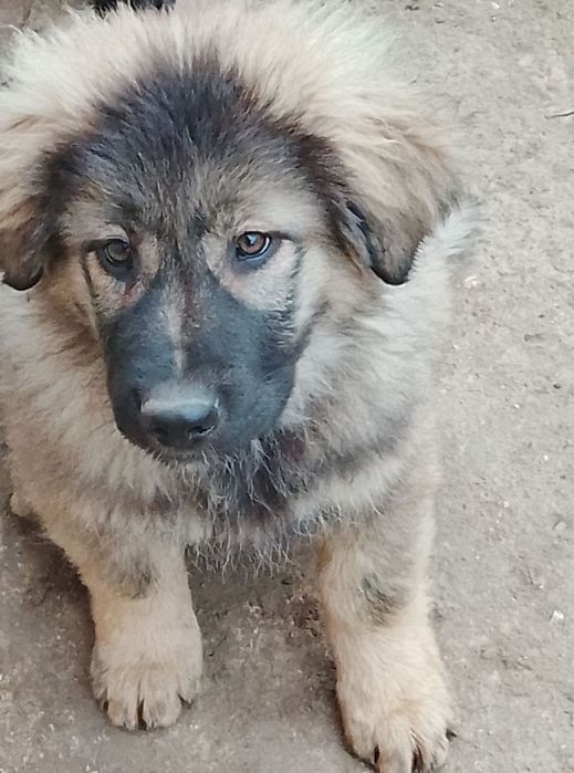 Каракачански кучета