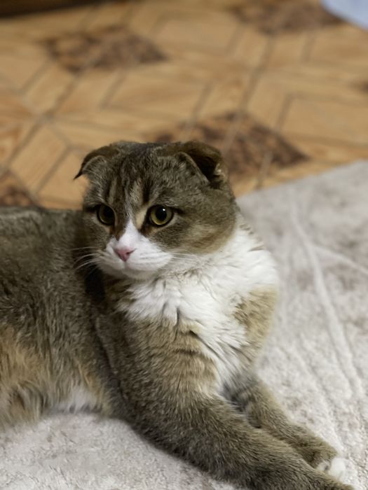 Продам кошку вислоухая красавица