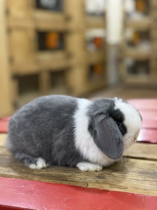 Karlik Quyon Bolari Sotuvda Xar xil ranglari bor