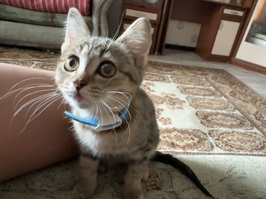 отдам котенка в хорошые руки