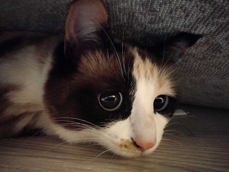 Кошка в добрые руки