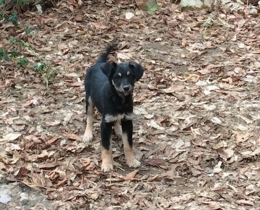 Щенок 3,5 месяца девочка