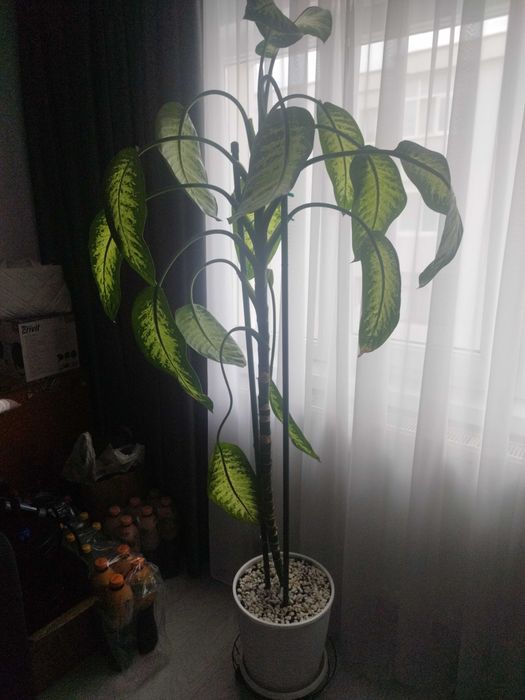 Plante exotice apartamente