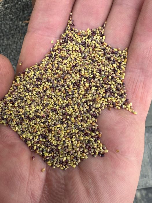 Samanta de trifoi rosu