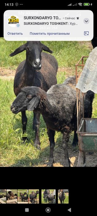 Она бола куйлар куй ку́й бу́гоз куйлар бор